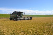 Biga'da Çeltik Hasadi Yapildi