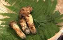 Japonya'da 3 Adet Mantar 65 Bin Liraya Satildi