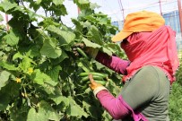 (Özel) Kuraklik Vanli Çiftçileri Vurdu