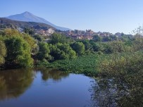 Hatay'da Su Sümbülleri Asi Nehrinde Ilginç Görüntüler Olusturdu