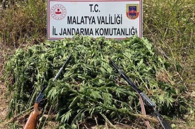 Jandarma'dan Kenevir Operasyonu