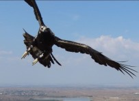 Kartalin Drone'a Saldirisi Kamerada