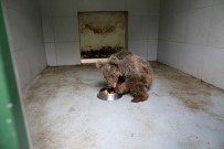 (Özel) Kayaliklardan Düserek Yaralanan Kör Ayi Yeni Yuvasina Kavustu