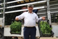 Tarladan Ucuza Alinan Sebzede Fahis Fiyatlar Tüketiciyi Magdur Ediyor