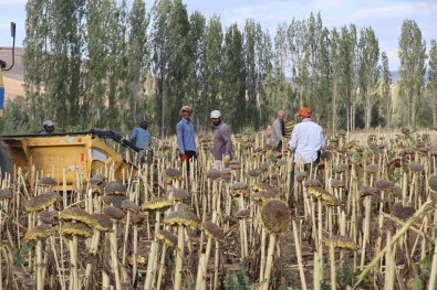 Çayirli'da 'Doganin Sari Gelini' Ayçiçeginde Hasat Basladi