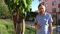Imam 20 Yildir Dogada Gördügü Meyve Agaçlarini Asiliyor