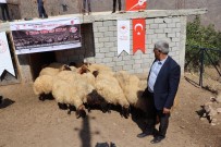 Siirt'te Çiftçilere Koyun Dagitildi