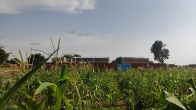 Afrika'da Dikilen Fidanlar Agaç Oldu