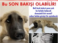Aracin Çarptigi Yavru Köpege Hayvan Koruma Dernekleri Sahip Çikti