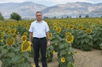 Aydin'da Ayçiçegi Üretiminde Basari Saglandi