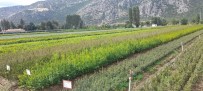 Egirdir'de 42 Türde 9 Milyon 530 Bin Fidan Üretildi