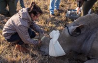 Gergedanlari Korumaya Yönelik Rhisotope Projesi'nde Ilk Asama Tamamlandi