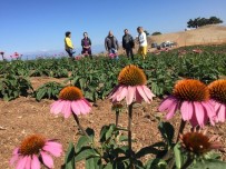 Isparta'da Ekinezya Tarlasi Görsel Sölene Hazirlaniyor