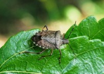 Kahverengi Kokarcaya Tuzak