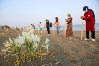 Kum Zambaklarina Seritli Ve Levhali Koruma