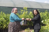 Mersin Büyüksehir Belediyesi Çiftçilere 4 Bin 40 Adet Avokado Fidani Dagitti