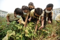 Mini Bostan'da Kis Hazirligi