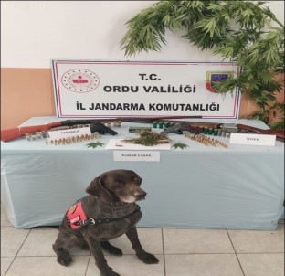 Ordu'da Uyusturucu Operasyonu