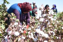 (Özel) Sanliurfa'da Sarkili Türkülü Pamuk Hasadi