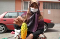 Sifali Olmasindan Etkilendi 'Kudret Nari' Yetistirmeye Basladi