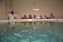 Toprak Havuzda Balik Yetistiren Tesise Teknik Gezi Düzenlendi