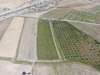 Türkiye'nin En Sulak Ilçesinde Misir Hasadi Basladi