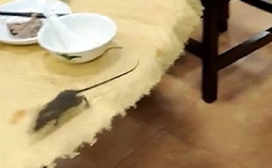 Restoranda fare paniği