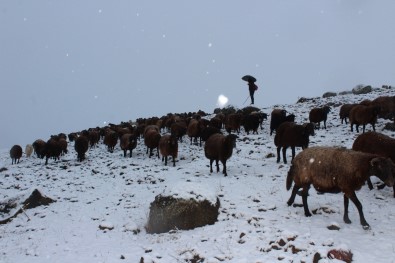 Yaylalardan Indirilmeye Baslanan Koyun Sürüsü Kar, Tipiye Yakalandi
