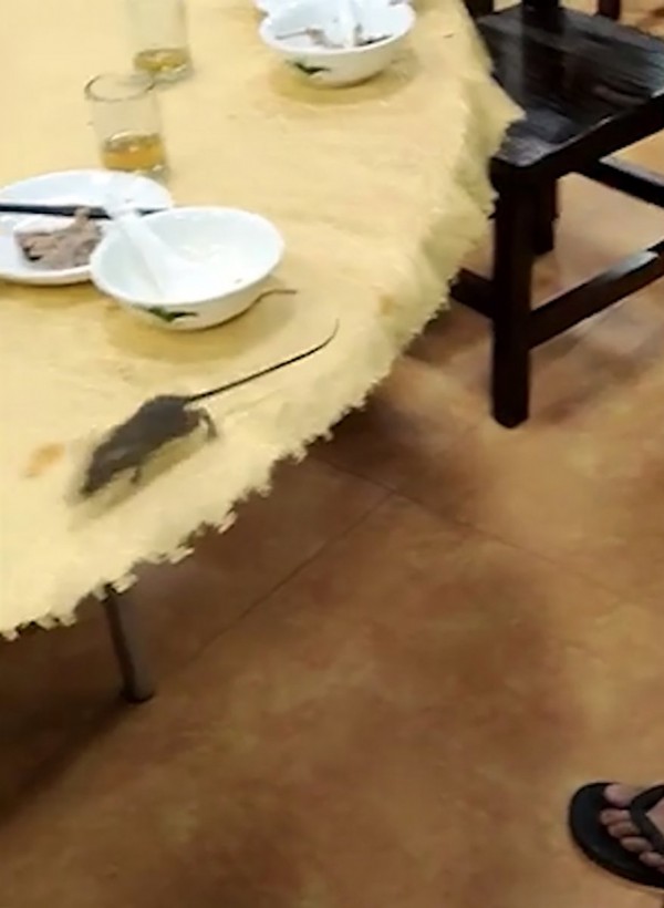 Restoranda fare paniği
