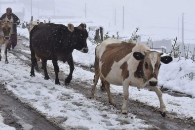 Dogu Karadeniz'in Yüksek Kesimlerinde Kar Kalinligi 30 Santimetreyi Buldu