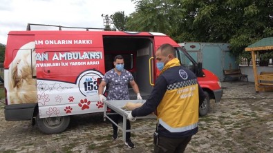 Erzincan'da 'Hayvan Ambulansi' Hizmete Girdi
