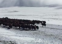 Ardahan'da Kar Ve Tipide Mahsur Kalan Yaylacilar Ve Koyun Sürüsü Kurtarildi