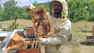 1 Kovan Ile Hobi Olarak Basladigi Aricilikta Kovan Sayisini 50'Ye Çikardi
