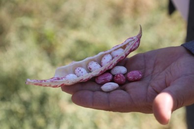 'Atmaca' Barbunya Çesidi Eskisehir'i Sevdi