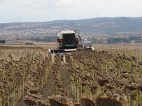 Ayçiçegi Hasadi Denetleniyor