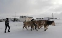 Kar Etkili Oldu Açiklamasi Yaylacilarin Dönüs Hazirliklari Erken Basladi
