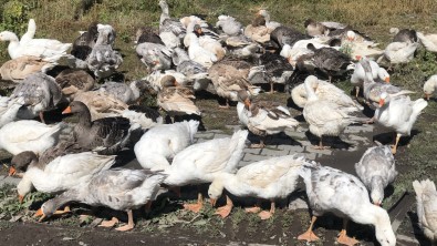 Kars'ta Kazlar Sofralara Pahali Gelecek