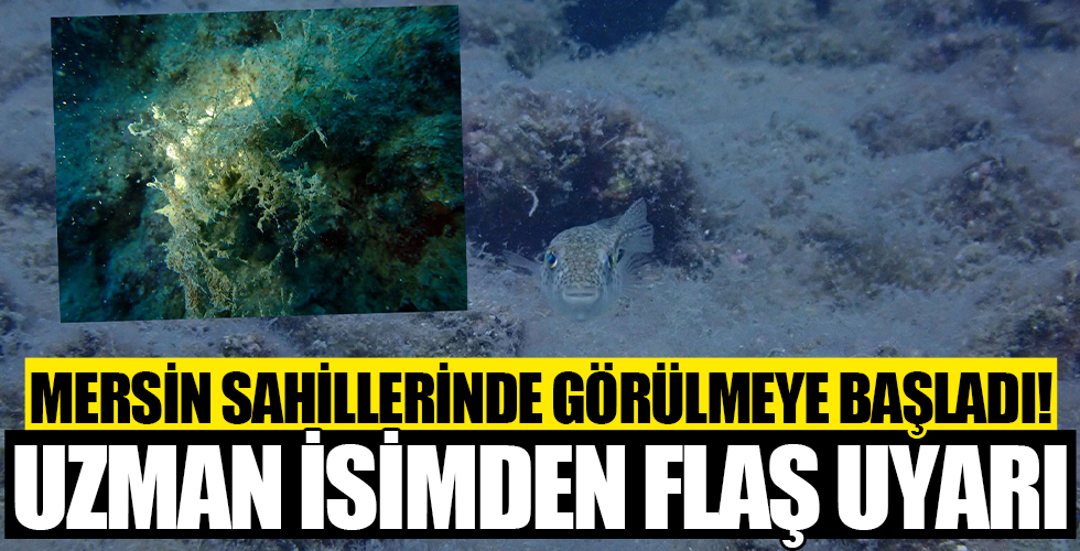 Mersin sahilleri müsilaj tehlikesi altında: Uzman isimden sahil kentlerine uyarı