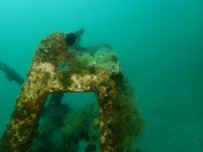 Mersin Sahilleri Müsilaj Tehlikesi Altinda
