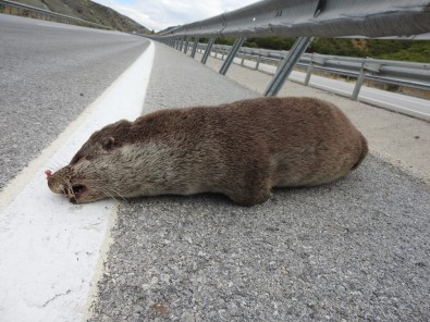 Nesli Tükenmekte Olan Su Samuru, Aracin Çarpmasi Sonucu Telef Oldu
