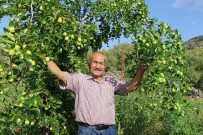 (ÖZEL) Baskent'in Yani Basinda Yetisen Çin Hurmasi Açiklamasi 'Hünnap'