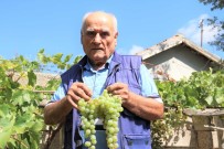 (ÖZEL) Bu Sayede Pazar Ve Markete Gitmiyor