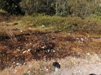 (Özel) Kagithane'de Yesil Alani Yakan Sahis, Kaza Yapinca Yakaladi