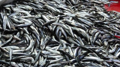 Palamut Tezgahlara Gelmeyince, Ilgi Hamsiye Kaydi