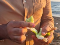 Samandag Sahilini Istilaci Su Sümbülleri Kapladi