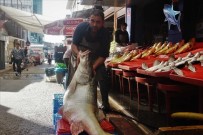 Elazig'da Sezonun Ilk Dev Baligi Yakalandi