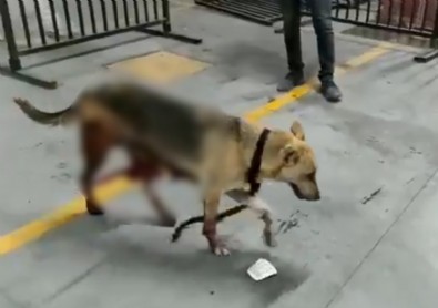 Esenyurt'ta İBB'nin kısırlaştırdığı köpeğin bağırsakları dışarı çıktı