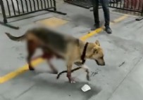 Esenyurt'ta İBB'nin kısırlaştırdığı köpeğin bağırsakları dışarı çıktı