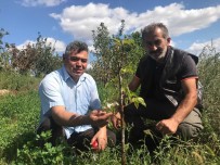 Armut Agaci Sonbaharda Çiçek Açti