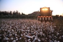 Milas'ta Pamuk Hasadi Basladi